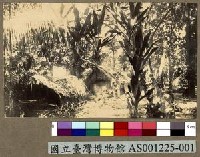 藏品(雅浦島 Yap 的原住民家屋)的圖片